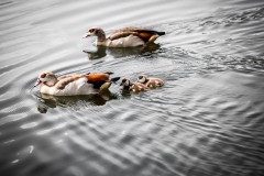 Entenfamilie-1xlarge.1494797218